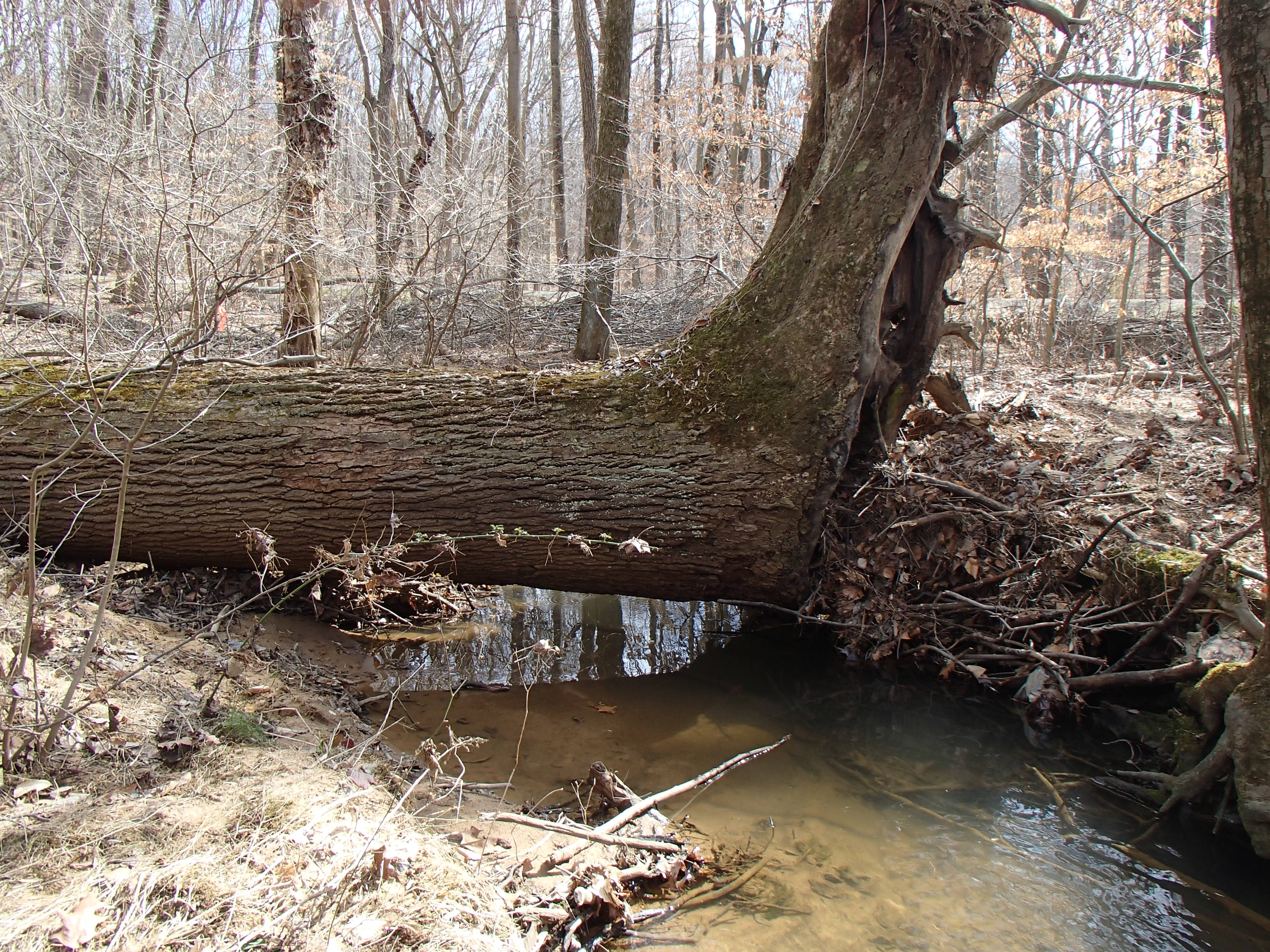 Field photo showing stream conditions at site BELK-109-R-2016_midpoint downstream
